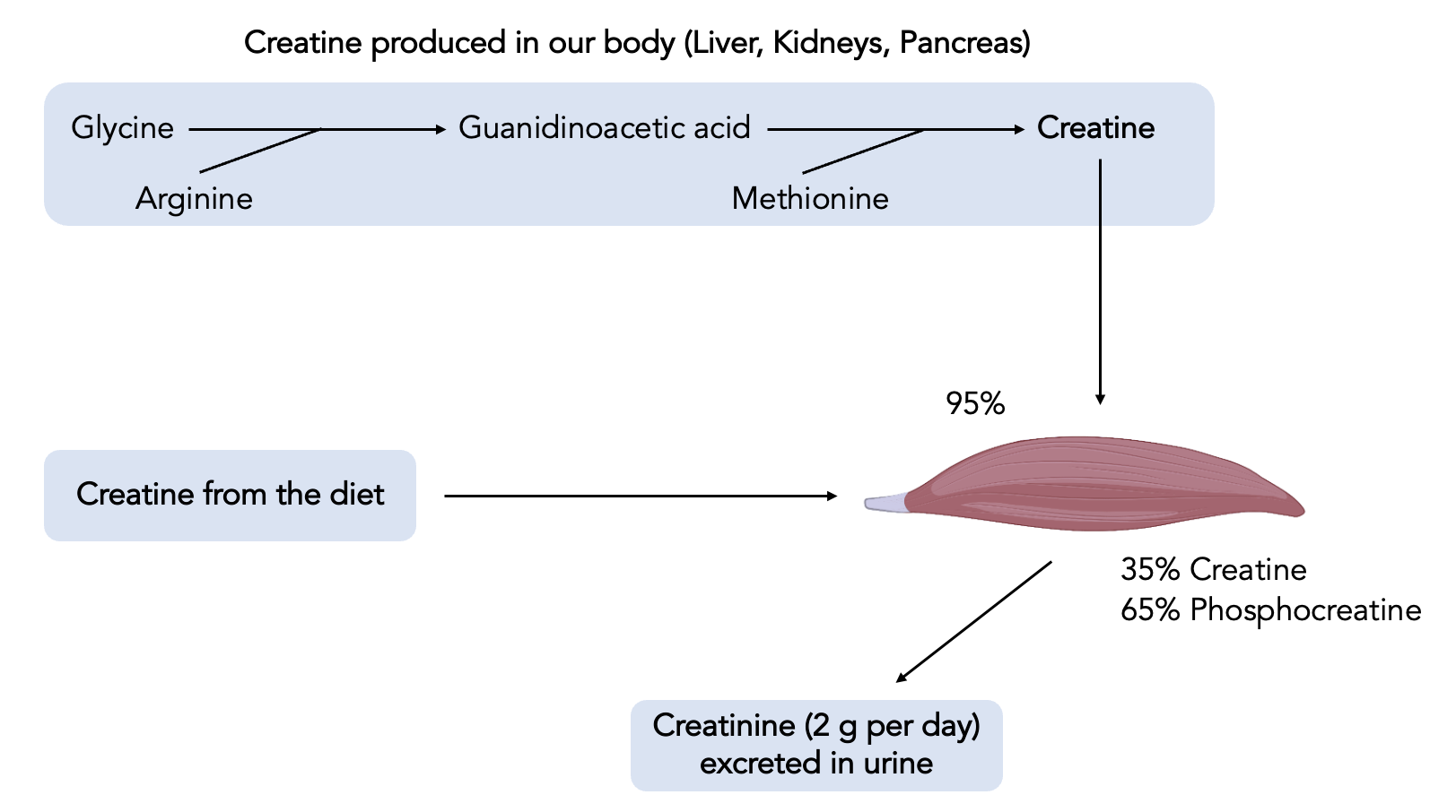 The Power of Creatine a Comprehensive Guide Strictly Science 🧬